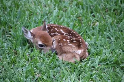 56 Shiloh Road, Streetman, TX 75859 - Photo 32