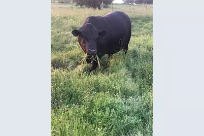 2515 County 141 Road, Kaufman, TX 75142 - Photo 2