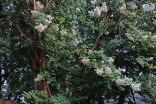 1801 Old Oak Dr, Arlington, TX 76012 - Photo 30