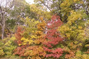 3608 MacKenzie Ln, Richardson, TX 75082 - Photo 24