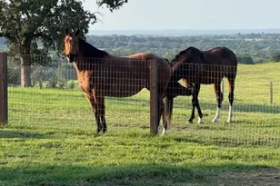 4067 Co Rd 414, St Jo, TX 76265 - Photo 38