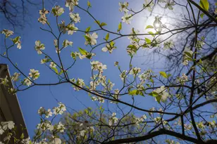 6734 Blessing Dr, Dallas, TX 75214 - Photo 34