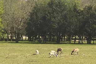 1704 Dunbrook Rd, McKinney, TX 75071 - Photo 16