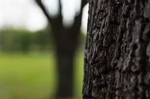 10813 FM773, Ben Wheeler, TX 75754 - Photo 26