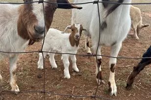 432 Clark Rd, Abilene, TX 79602 - Photo 12