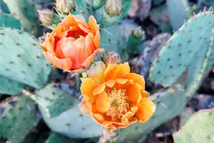 432 Clark Rd, Abilene, TX 79602 - Photo 8