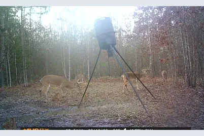 55+/- Acres County Road 4223, Simms, TX 75574 - Photo 14