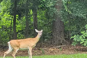 313 Pr 8693, Winnsboro, TX 75783 - Photo 28