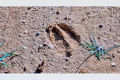 0 Applegate, Bowie, TX 76230 - Photo 36