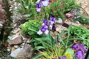 9705 Ash Creek Dr, Dallas, TX 75228 - Photo 6