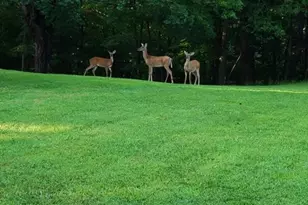 690 County Road 3020, Saltillo, TX 75457 - Photo 38