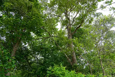 00 Tract 2 Cr 1615, Jacksonville, TX 75766 - Photo 14