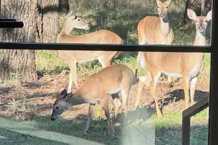 185 Rising Oak Trl, Rising Star, TX 76471 - Photo 32