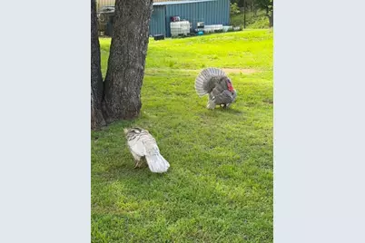 551 County Road 3605, Laguna Park, TX 76634 - Photo 6