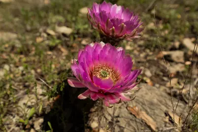 Tbd C.R. 120, Coleman, TX 76834 - Photo 26