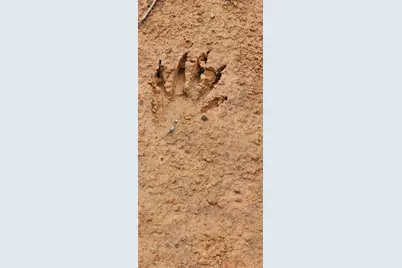 Tbd Vz County Road 4814, Ben Wheeler, TX 75754 - Photo 6