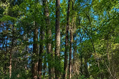Tbd Fm 2966, Quitman, TX 75783 - Photo 6