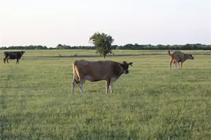Tbd Co Rd 4518, Wolfe City, TX 75496 - Photo 1