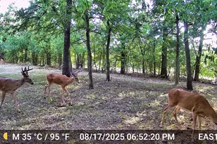 3667 Green Meadow Ln, Flower Mound, TX 75022 - Photo 36
