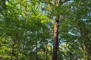 Lot 377 Timber Ridge, LaRue, TX 75770 - Photo 34