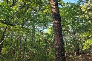 Lot 377 Timber Ridge, LaRue, TX 75770 - Photo 4