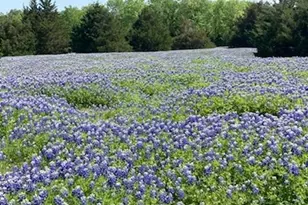 821 Ewing Rd, Ferris, TX 75125 - Photo 2