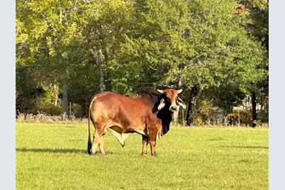 13494 County Road 2919, Eustace, TX 75124 - Photo 36