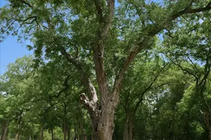 4258 Hwy 164 E, Groesbeck, TX 76642 - Photo 30