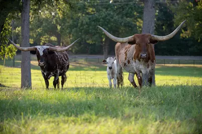 6544 Fm 1616, Athens, TX 75752 - Photo 28