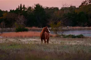 1210A County Road 232, Collinsville, TX 76233 - Photo 30