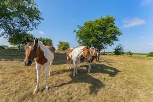 5634 Co Rd 1094, Celeste, TX 75423 - Photo 22