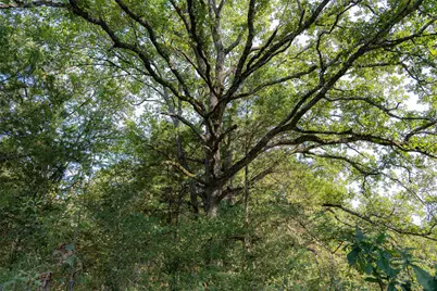 0 Cr 4200, Kerens, TX 75144 - Photo 20