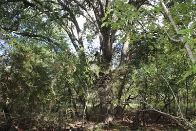 154 Lcr 410 154 Lcr 410, Groesbeck, TX 76642 - Photo 14