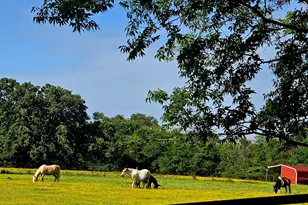 7263 State Hwy 276, Point, TX 75472 - Photo 28