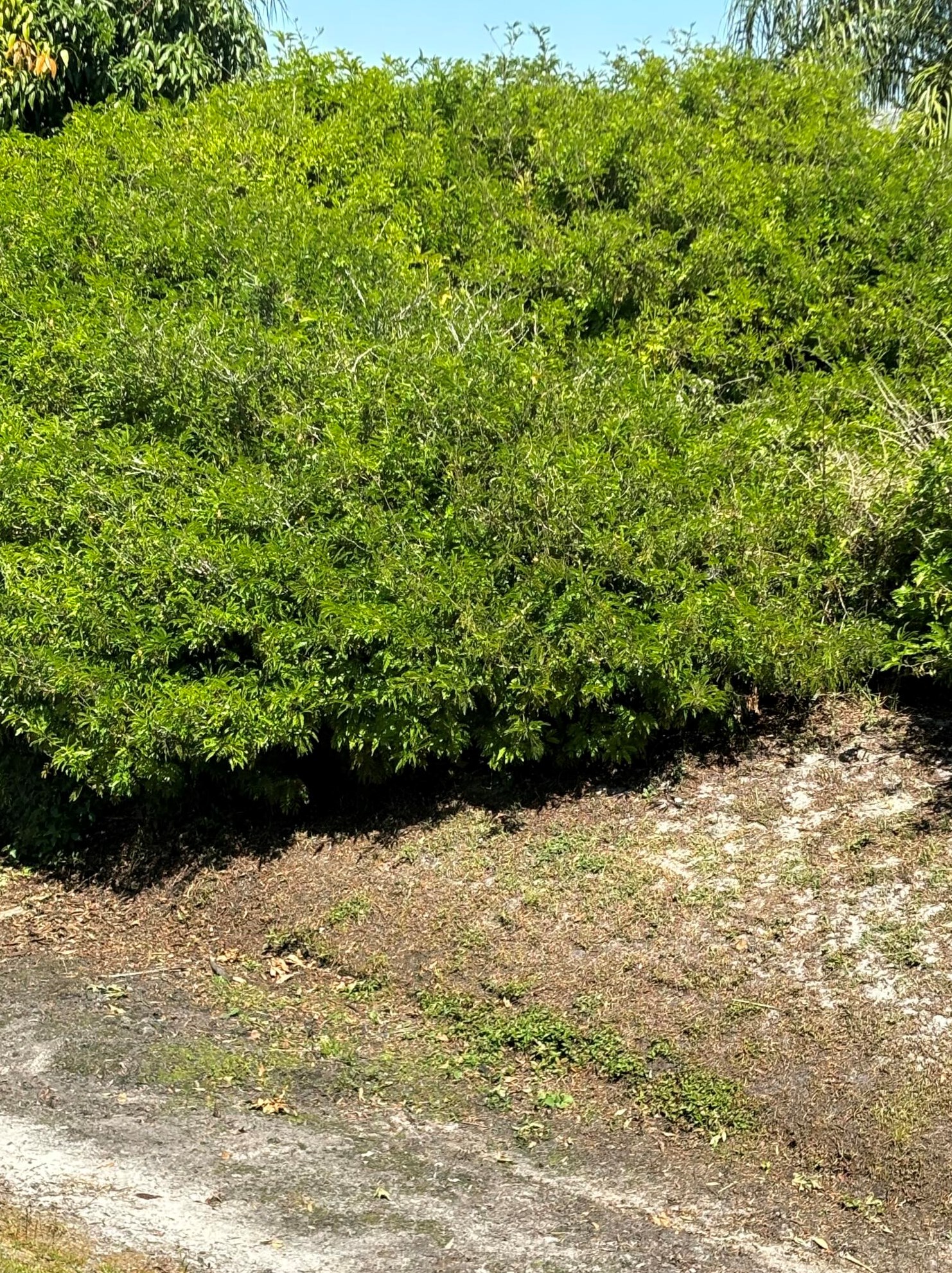 16 Hermosa Ln, Fort Pierce FL  34952-8543 exterior