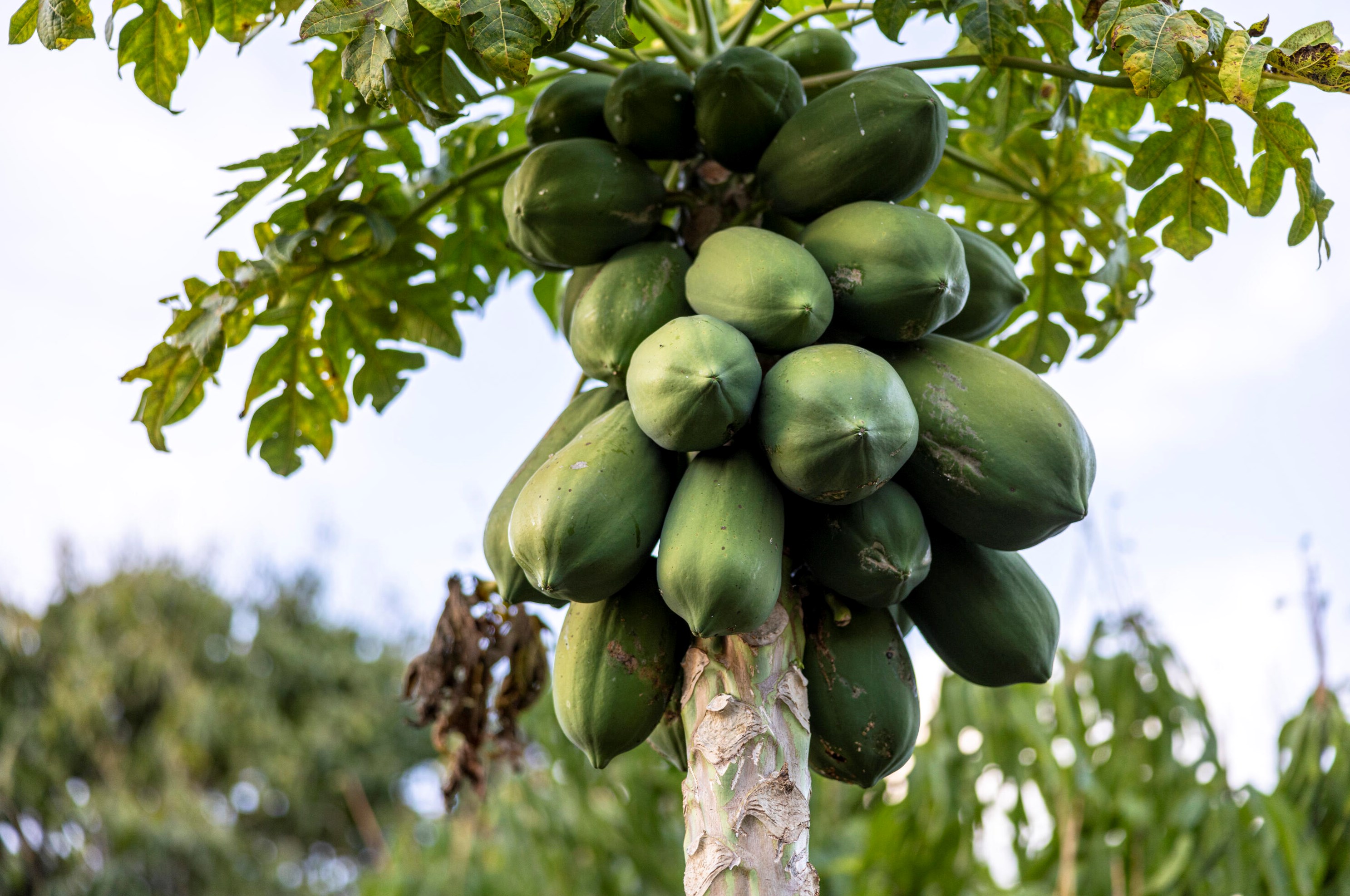 1219 Paar Dr, Fort Pierce FL  34953-3508 exterior