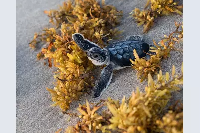 3028 Windward Way, Jupiter, FL 33477 - Photo 46