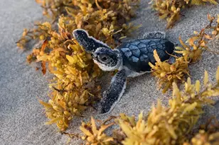 3028 Windward Way, Jupiter, FL 33477 - Photo 46