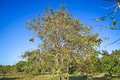 3057 D Road, Loxahatchee Groves, FL 33470 - Photo 26