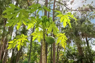 18854 48th Ave N, Loxahatchee, FL 33470 - Photo 38