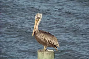 15704 Philodendron Cir, Delray Beach, FL 33484 - Photo 82