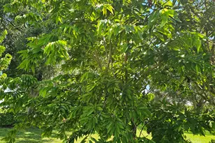 925 SW 39th Ln, Okeechobee, FL 34974 - Photo 30