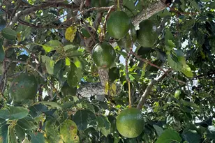 2623 Northside Dr, Lake Worth, FL 33462 - Photo 6