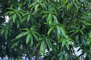 4026 SW Haycroft St, Port Saint Lucie, FL 34953 - Photo 36