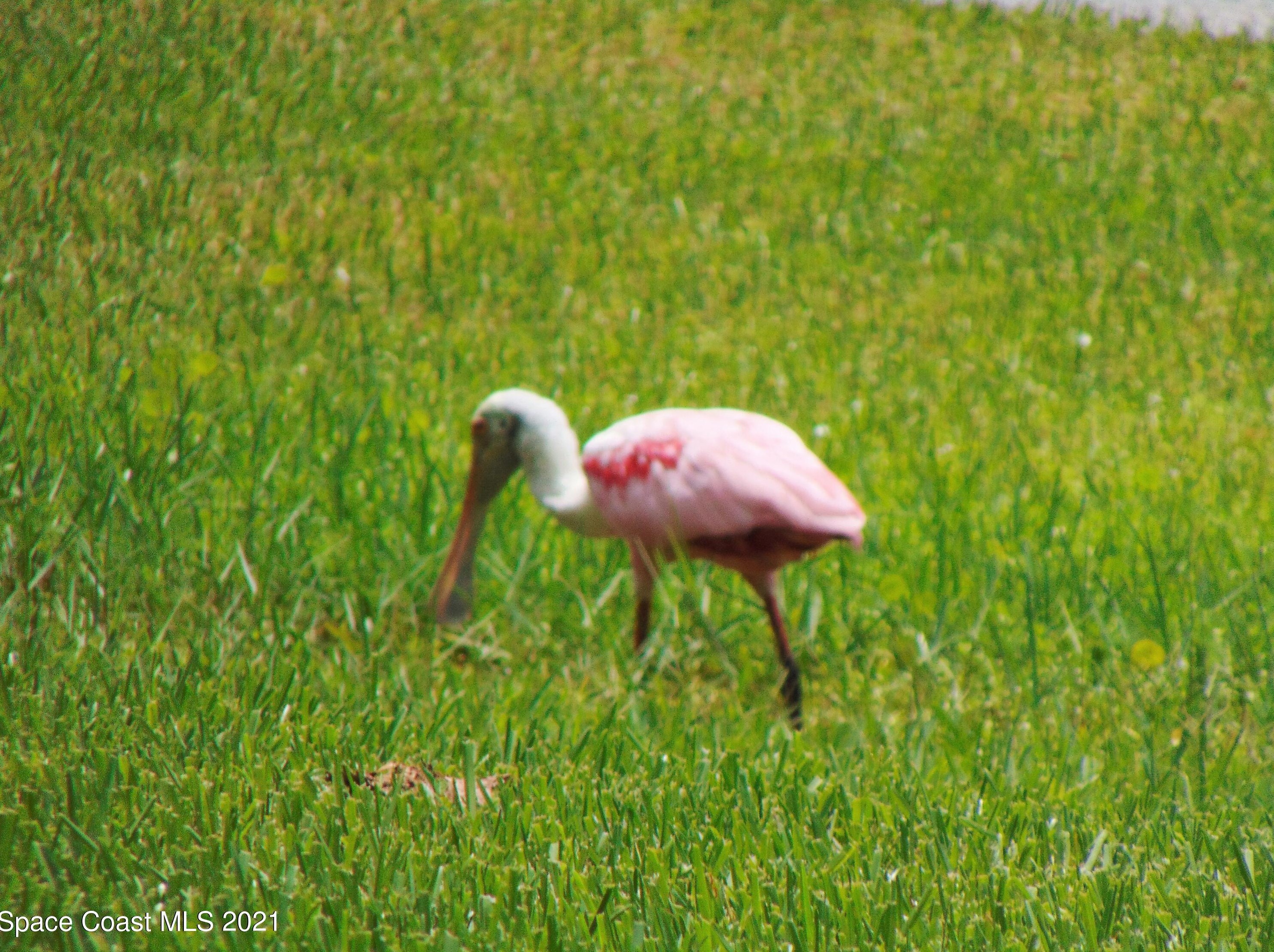 1709 Freedom Dr, Melbourne FL 32940-6714 exterior