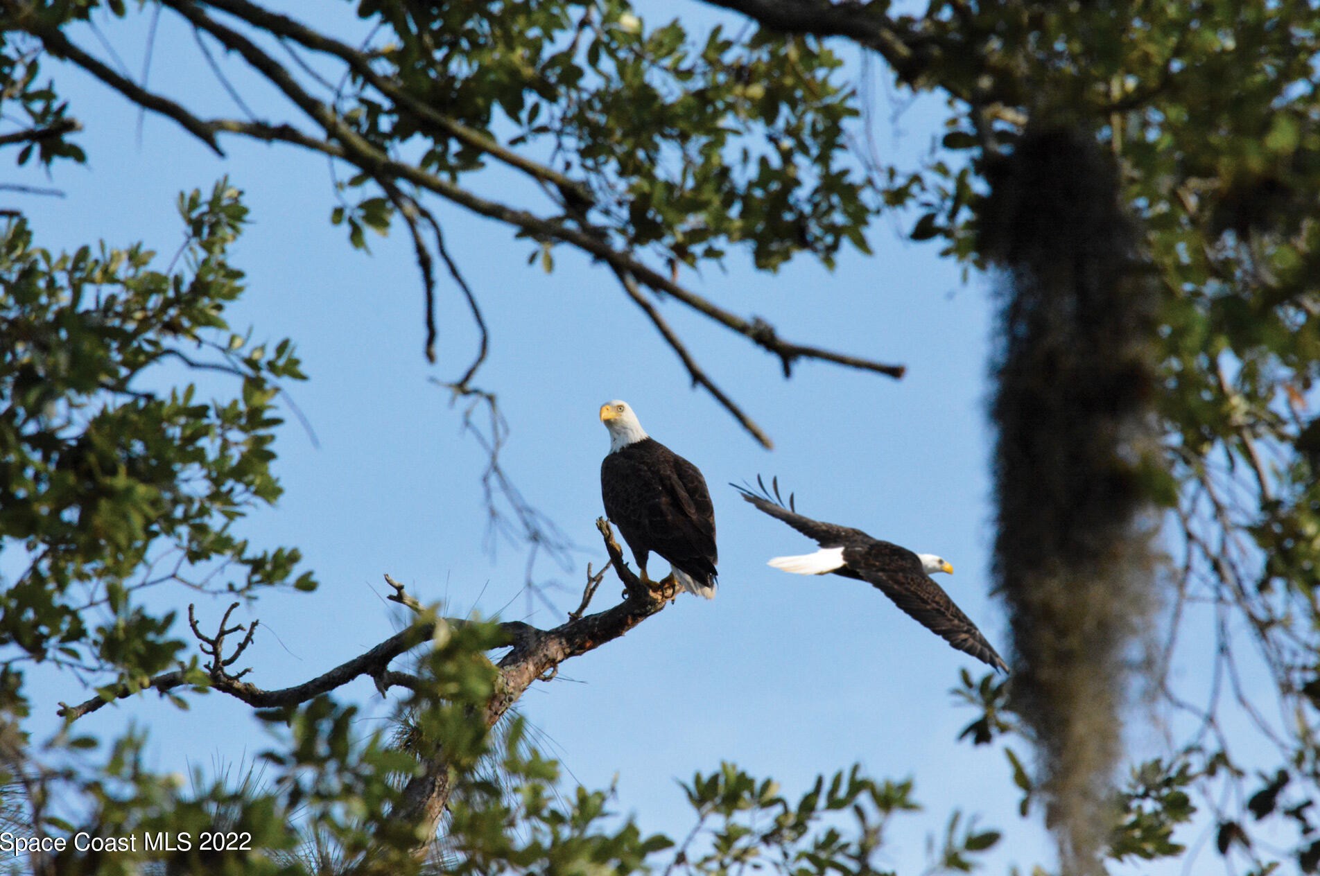 1701 Freedom Dr, Melbourne FL 32940-6714 exterior