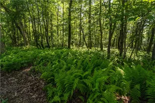 552 Chalk Hl Ohpyl Rd, Wharton Township, PA 15470 - Photo 8