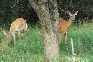 25 Linton Alley, East Bethlehem, PA 15333 - Photo 16
