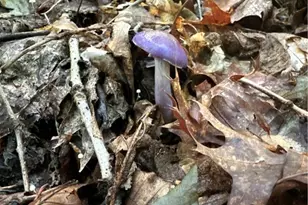 0 Matson Rd, Ligonier Township, PA 15658 - Photo 32