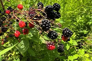 0 Matson Rd, Ligonier Township, PA 15658 - Photo 36